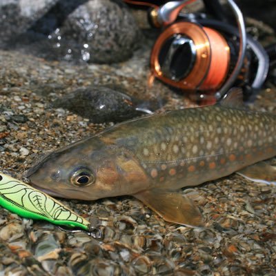 渓流でルアー、ミャク釣りやってます。リリース派バイク 車 スキーなど、とりあえず釣った魚の写真と風景をupしてます