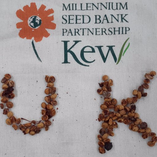 Millennium Seed Bank UK Team #seedconservationUK
🌱UK Threatened Flora Project #UKfloraseeds
🌱UK Native Seed Hub #seedhubUK
🌱Ash Projects #tolerantash