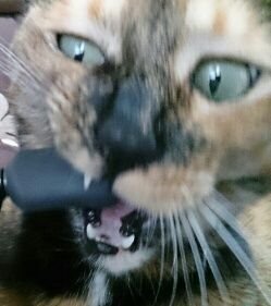 DeRa_sabi's profile picture. 猫と釣りとあとは適当に呟きます。
最近はヘラ釣りにハマってますが、
リバーのシーバス・サーフのヒラメマゴチ・メバリング・ロックフィッシュも行きます。たまに餌釣り。