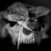 BurnTheFatBoy (@seankinton) Twitter profile photo BurnTheFatBoy (@seankinton) Twitter profile photo