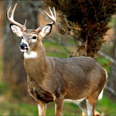Coming To You Live from Snapchat Outdoors Snapchat: scoutdoors16 Feedem' Breedem' Killem' Eatem'