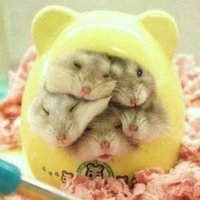 赤マグ (@axmsy34aum9qmpi) 's Twitter Profile