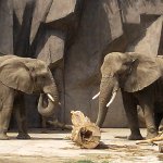 AmasianAsian11's profile picture. 