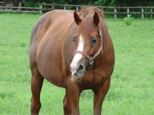 週末はシルクの愛馬応援に競馬場通いの日々。もちろん出資馬以外のシルクっ仔も大応援！