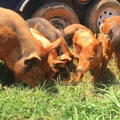 @picnicdurham + @greenbuttonfarm host inaugural event celebrating #wholehog NC #BBQ: Oct 28-30, 2016