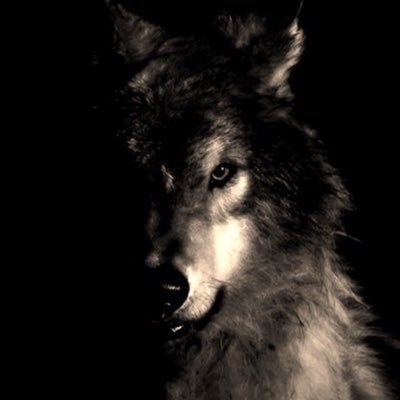 wolf man южさんのプロフィール画像