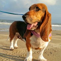 Daisy (@daisyspaws) 's Twitter Profile Photo Daisy (@daisyspaws) 's Twitter Profile Photo