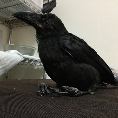 カラスのうみうさんと暮らしています。