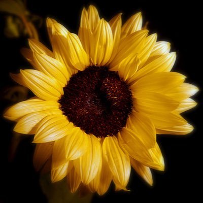 Sallywh39615018's profile picture. I enjoy Sun, Sea & Beautiful Beaches..✨✨✨