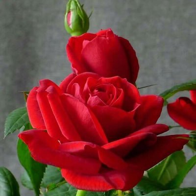 am_risvi's profile picture. 