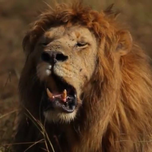 CindyXChingLT's profile picture. A Lamp & a Bro

TEEHEE & *Brofist*