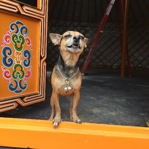 #RadarLove and her people left Florida’s launch pads to live the #offgrid #yurtlife in #NorthernNewMexico ⏩#SweetPete #adobehome #wildlandfirefighter #DIY