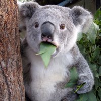 Koalaa (@auskoalaa) 's Twitter Profile