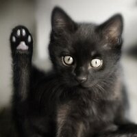 右手をあげる猫 (@taketake0) 's Twitter Profile