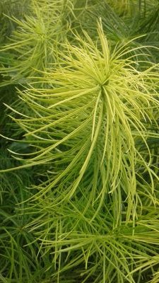 TimScott2030's profile picture. People,  Planet,  Prosperity