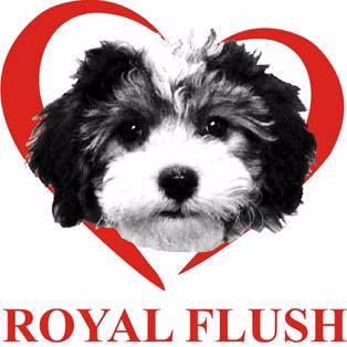 Royal Flush Havanese RI & FL prides itself on our happy, hearty, healthy Havanese puppies! BBB excellence because we have a passion for perfection!