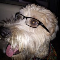 Patrick Collins (@patrickbcollins) 's Twitter Profile