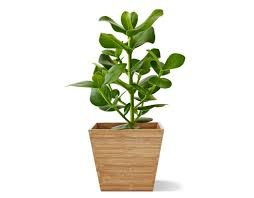 LucasMartinCa's profile picture. curiously reading everything interesting, sharing it with mirrors that define our community...