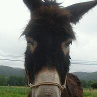 bonifaz1537's profile picture. 