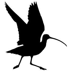 restoreballona's profile picture. Advancing ecosystem health. Connecting communities with nature.