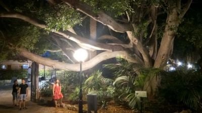 Stelladeeli's profile picture. El color de la esperanza es el rojo, no el verde.