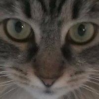 Jean Miller (@watercolorcats) 's Twitter Profile