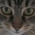 Jean Miller (@watercolorcats) Twitter profile photo Jean Miller (@watercolorcats) Twitter profile photo