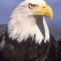 Americaneagle (@americaneagle) 's Twitter Profile