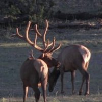 Hunting Realm (@huntingrealm) Twitter profile photo