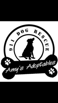 911dogrescue's profile picture. Amy's Adoptables (aka 911 Dog Rescue Inc.) is a non profit 501(c)(3) Dog Rescue with a small but mighty team that rescues dog's.