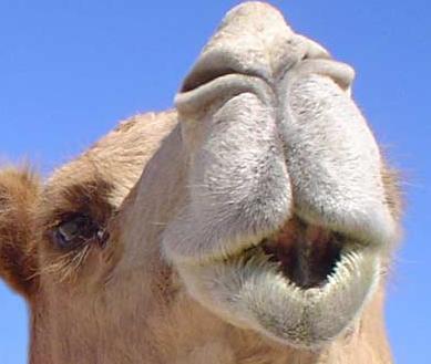 Tierisch's profile picture. Die vielfälige Tierwelt. Trauriges, Lustiges oder einfach Informatives