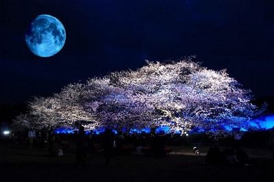 peyang_GINN's profile picture. M♂です…たぶん(^o^;)
未熟なM…あるいはMっ気の強い変態…なんだかそんな処をウロウロしてますf(^^;
願わくばもっと心の深いとこに堕とされたい…
ノーマルな形での既婚者でありながらSMを求めてしまう業の深いM♂
しかしその形でしかSMとリアル社会の共生は無理だと苦悩の結論を出しました。
169*56*48