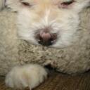 nelson floyd - @nelshak - Twitter