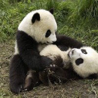 Sharpbabo (@sharpbabo1) 's Twitter Profile
