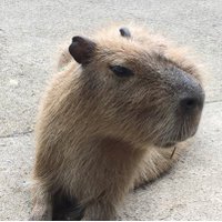 かぴばら Capybara with mandarin orange on head みかんを頭にのせる