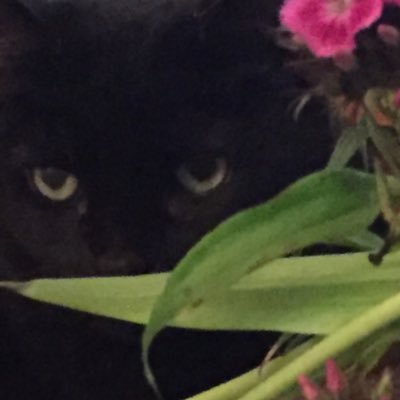 LindaCu32918552's profile picture. 