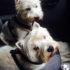 welshbean's profile picture. 