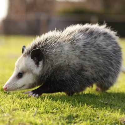 PokeyOpossum's profile picture. if you don't follow me I will come give you rabies