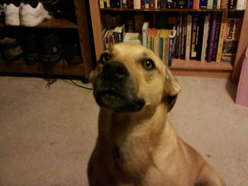 BuffyTheDog's profile picture. I'm a rescue dog that @smileystorm and @charkes saved. They got me at the Animal House!
