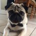 dexter the pug (@dexterpuggie) Twitter profile photo dexter the pug (@dexterpuggie) Twitter profile photo