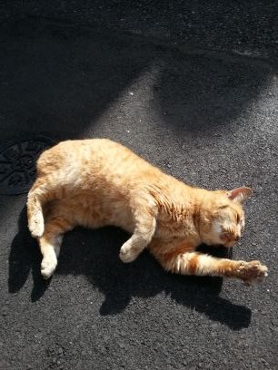動物殺処分ゼロに向け、自分にできることをやりたいと思います。
川越市下松原辺りでお世話をされている地域猫が行方不明になりました。必死で捜索しています。
すみません。フォローできる数が上限に達してしまいましたので、新たにフォローをしたいのですが、出来ない状態です。ご了承下さい。