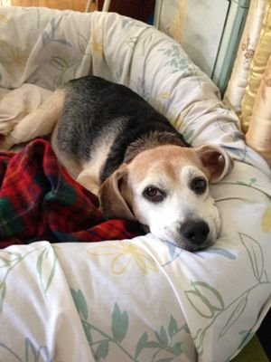 Magicklily's profile picture. 