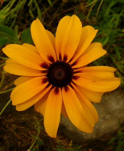 kottersnest's profile picture. 