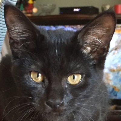 annapeppermolly's profile picture. Arts & Culture