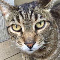 David McCallie (@dmccallie) 's Twitter Profile Photo