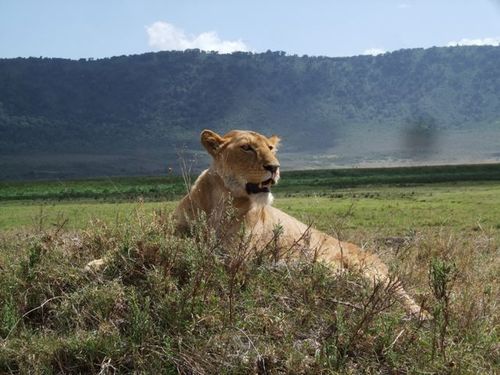 Ngorongoro