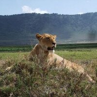 Ngorongoro (@ngorongoro) 's Twitter Profile