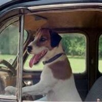 Dogs doing things (@dogsdoingthings) 's Twitter Profile