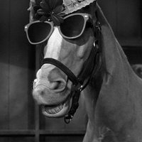 Horse (@horsephbrandon) 's Twitter Profile Photo Horse (@horsephbrandon) 's Twitter Profile Photo