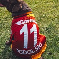 çınar GS (@podolskigs111) 's Twitter Profile